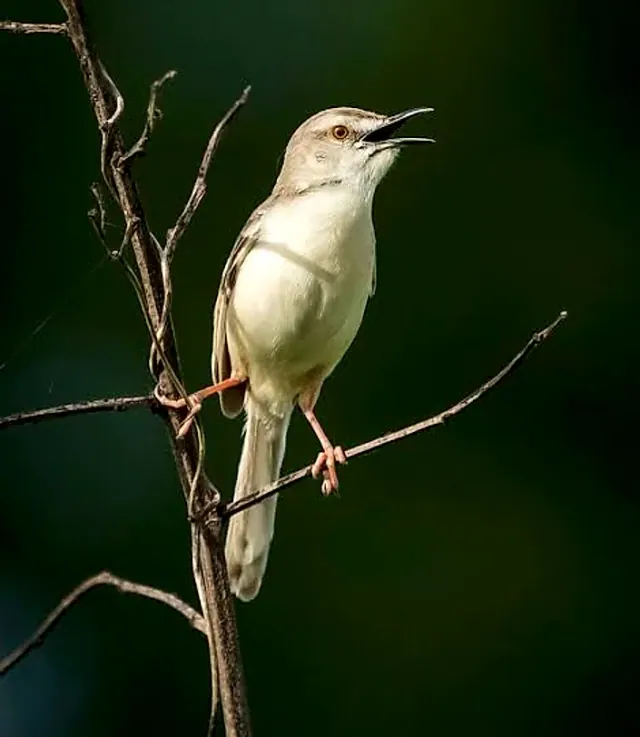 Songbird calling from a bare branch in the park