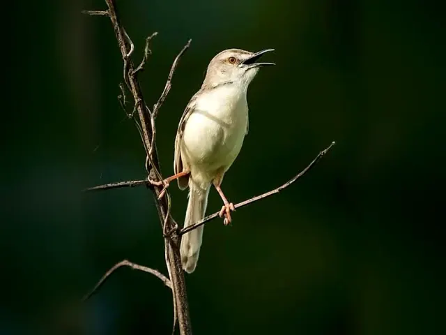 Songbird calling from a bare branch in the park